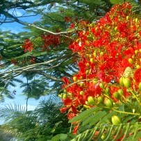 Blue Mantle, Lossless (track),24 48.hires